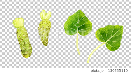 ワサビと葉ワサビのセット　野菜・薬味の手描き水彩イラスト素材 130535110
