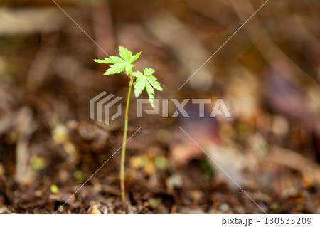 楓の新芽若葉 楓の新芽若葉 130535209