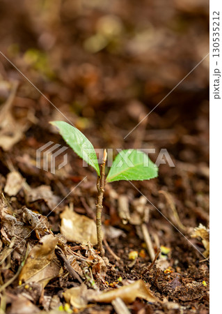森の新芽 森の新芽 130535212