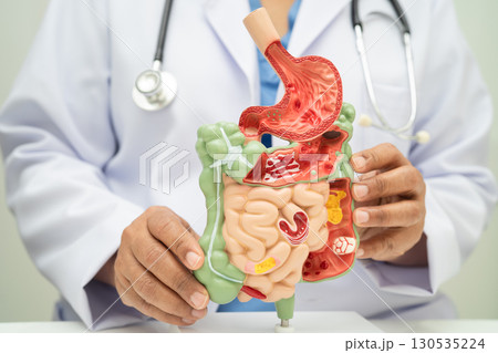 Digestive system with stomach and intestine, Asian doctor holding human anatomy model for study diagnosis and treatment in hospital. Digestive system with stomach and intestine, Asian doctor holding human anatomy model for study diagnosis and treatment in hospital. 130535224
