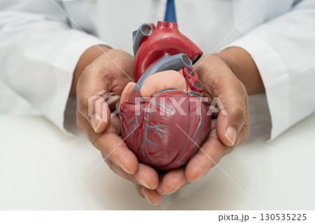 Cardiovascular disease CVD, Asian doctor holding human anatomy model for learn and treat heart disease. Cardiovascular disease CVD, Asian doctor holding human anatomy model for learn and treat heart disease. 130535225