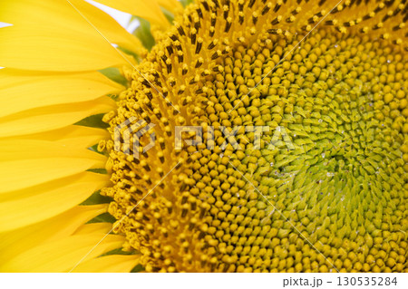 ひまわり ひまわり 130535284