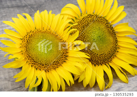 ひまわり 130535293