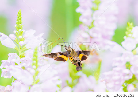 花の蜜を吸うホウジャク 130536253