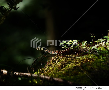 苔の上で休む蛇 130536289