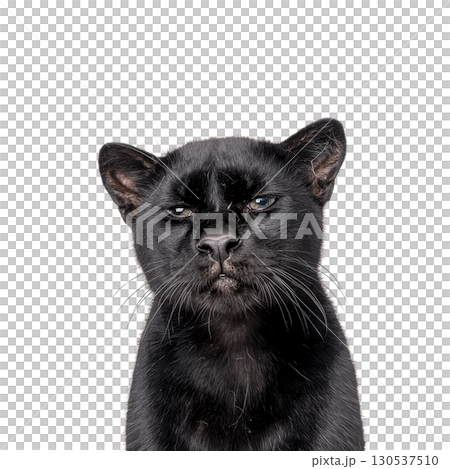 A black panther with serious expression is shown against plain background, highlighting its sleek fur and piercing eyes. image captures majestic and mysterious aura of animal 130537510