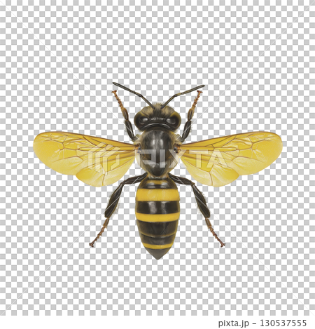 A detailed illustration of bee with vibrant yellow and black stripes, showcasing its delicate wings and intricate body structure. image highlights bee natural beauty and importance in nature A detailed illustration of bee with vibrant yellow and black stripes, showcasing its delicate wings and intricate body structure. image highlights bee natural beauty and importance in nature 130537555