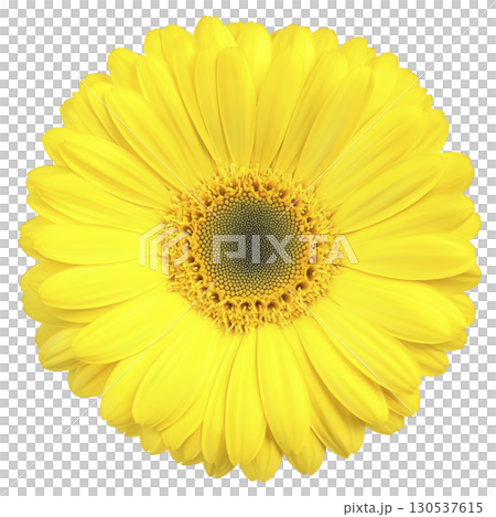 A vibrant yellow gerbera daisy in full bloom, showcasing its bright petals and intricate center, evokes sense of joy and freshness. Perfect for floral arrangements or garden decor 130537615