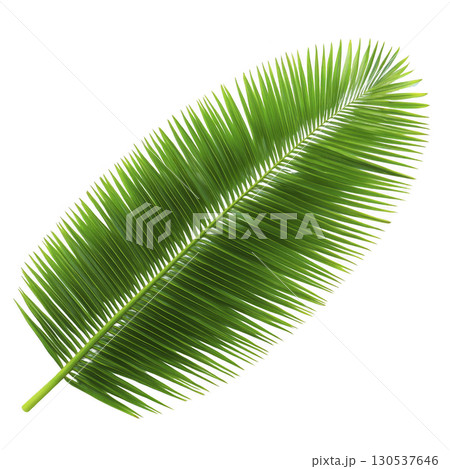A vibrant green palm leaf with detailed, elongated fronds radiates tropical feel, perfect for nature themed designs or backgrounds. Its lush texture and vivid color evoke sense of freshness 130537646
