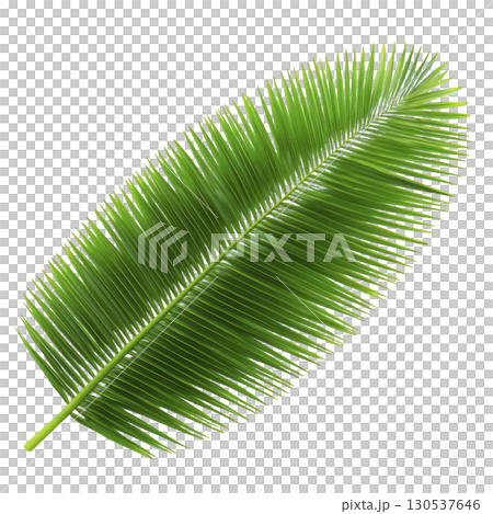 A vibrant green palm leaf with detailed, elongated fronds radiates tropical feel, perfect for nature themed designs or backgrounds. Its lush texture and vivid color evoke sense of freshness 130537646
