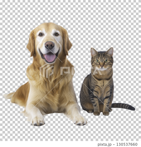 A friendly golden retriever and tabby cat sit side by side, showcasing harmonious relationship between pets. dog appears happy with its tongue out, while cat sits calmly A friendly golden retriever and tabby cat sit side by side, showcasing harmonious relationship between pets. dog appears happy with its tongue out, while cat sits calmly 130537660