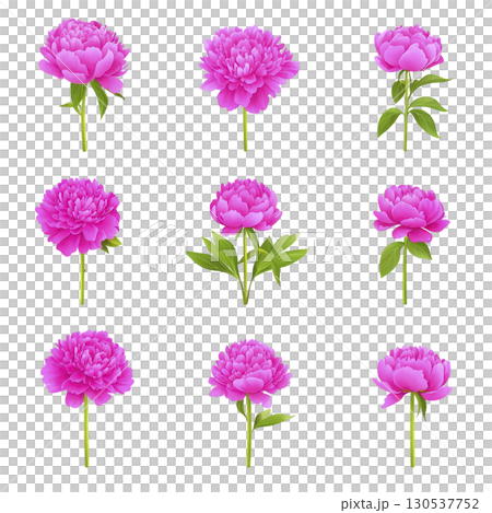A Vibrant pink peonies are arranged in grid pattern, showcasing their lush petals and green leaves. Each flower is uniquely positioned, highlighting beauty and variety of peony blooms 130537752