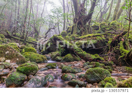 苔が日本一きれいな森と谷　屋久島国立公園(冬 130537971