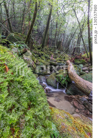 苔が日本一きれいな森と谷 屋久島国立公園(冬 苔が日本一きれいな森と谷 屋久島国立公園(冬 130537980