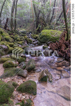 苔むす森と谷 屋久島国立公園(冬 苔むす森と谷 屋久島国立公園(冬 130537986