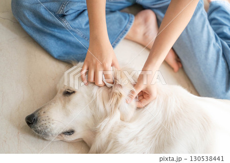 大型犬（ゴールデンレトリーバー）の耳掃除の様子（ペットケア・衛生管理） 130538441