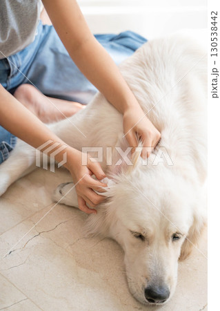 大型犬（ゴールデンレトリーバー）の耳掃除の様子（ペットケア・衛生管理） 130538442