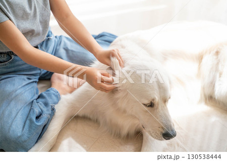 大型犬(ゴールデンレトリーバー)の耳掃除の様子(ペットケア・衛生管理) 大型犬(ゴールデンレトリーバー)の耳掃除の様子(ペットケア・衛生管理) 130538444