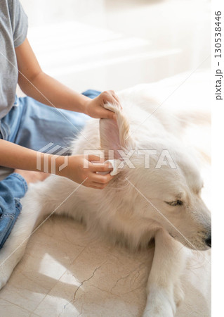 大型犬(ゴールデンレトリーバー)の耳掃除の様子(ペットケア・衛生管理) 大型犬(ゴールデンレトリーバー)の耳掃除の様子(ペットケア・衛生管理) 130538446