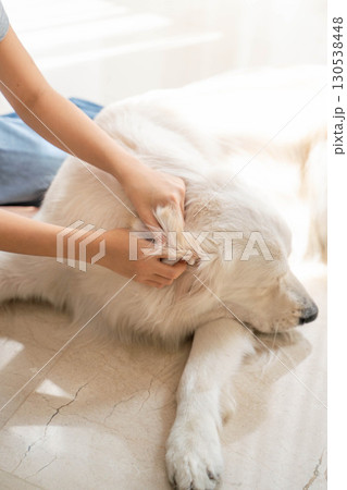 大型犬(ゴールデンレトリーバー)の耳掃除の様子(ペットケア・衛生管理) 大型犬(ゴールデンレトリーバー)の耳掃除の様子(ペットケア・衛生管理) 130538448