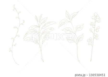 シンプルな手描きの植物の線画イラストセット　茶色 130538451