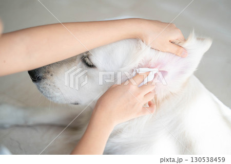 大型犬(ゴールデンレトリーバー)の耳掃除の様子(ペットケア・衛生管理) 大型犬(ゴールデンレトリーバー)の耳掃除の様子(ペットケア・衛生管理) 130538459