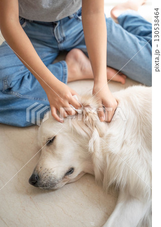 大型犬(ゴールデンレトリーバー)の耳掃除の様子(ペットケア・衛生管理) 大型犬(ゴールデンレトリーバー)の耳掃除の様子(ペットケア・衛生管理) 130538464