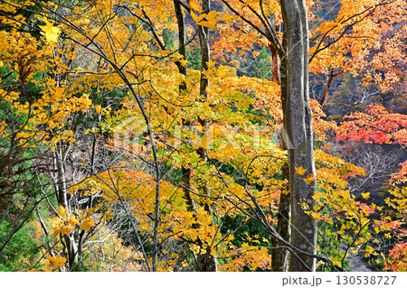 日本の秋　林床の紅葉　新潟県十日町市　 130538727