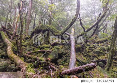 苔が日本一きれいな森　屋久島国立公園(冬 130538754