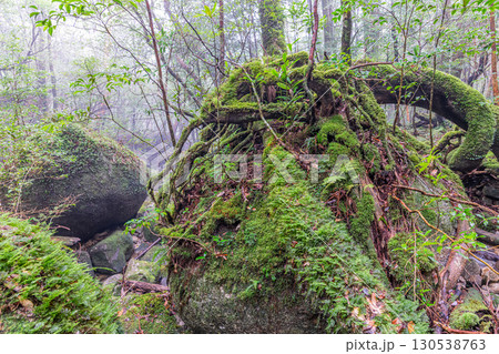 苔むす森と谷 屋久島国立公園(冬 苔むす森と谷 屋久島国立公園(冬 130538763