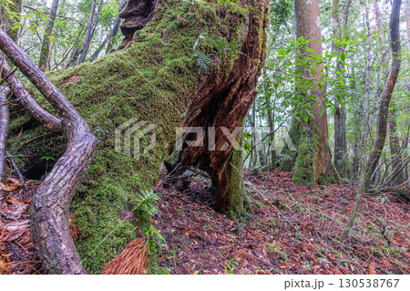 静寂の森　屋久島国立公園(冬 130538767