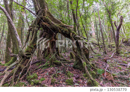 静寂の森　屋久島国立公園(冬 130538770