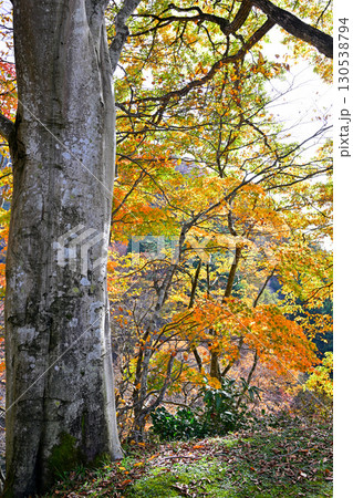 日本の秋　林床の紅葉　新潟県十日町市　 130538794