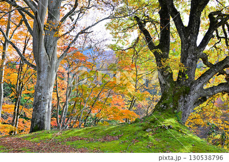 日本の秋　林床の紅葉　新潟県十日町市　 130538796