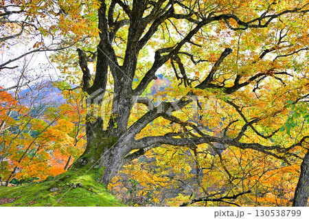 日本の秋　林床の紅葉　新潟県十日町市　 130538799