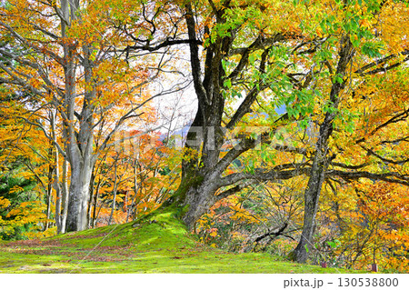日本の秋　林床の紅葉　新潟県十日町市　 130538800