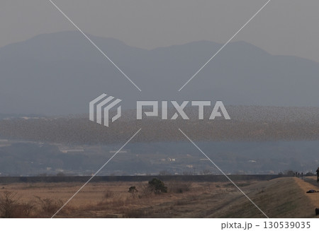 大群で飛ぶトモエガモ 130539035