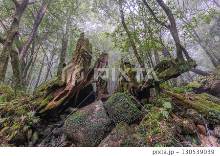 苔が日本一きれいな森　屋久島国立公園(冬 130539039