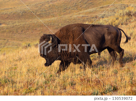 Bison in Yellowstone National Park, USA. 130539072