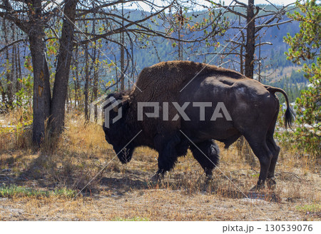 Male bison in the forest of Yellowstone National Park. Male bison in the forest of Yellowstone National Park. 130539076