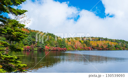 秋の白駒池 130539093