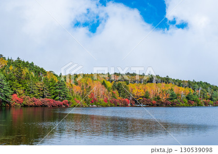 秋の白駒池 130539098