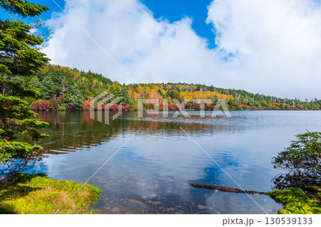 秋の白駒池 130539133