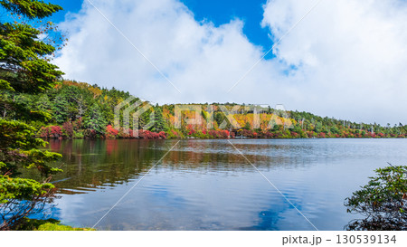 秋の白駒池 130539134