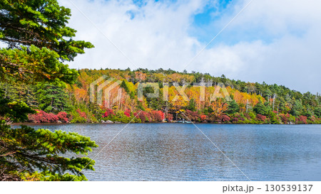 秋の白駒池 130539137