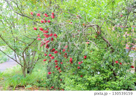 鮮やか　ブラシノキの花 130539159