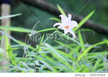 爽やか ササユリの花 爽やか ササユリの花 130539163