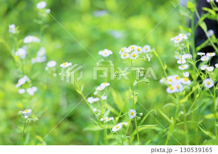 可愛い ヒメジョオンの花 可愛い ヒメジョオンの花 130539165