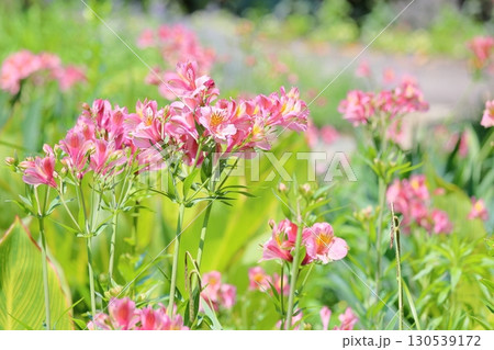 華やか　アルストロメリアの花 130539172