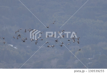 群れで飛ぶマナヅルとナベヅル 群れで飛ぶマナヅルとナベヅル 130539255